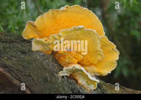 Gruppo di polipo comunemente noto come funghi a staffa che crescono da albero morto Foto Stock