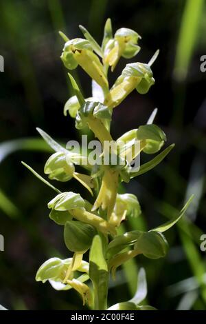 Dactylorhiza viridis, Coeloglossum viride, Orchidea di rana. Pianta selvatica sparato in primavera. Foto Stock