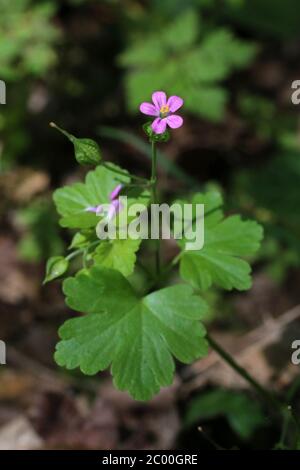 Lucidum di geranio, Cranesbill di Shining. Pianta selvatica sparato in primavera. Foto Stock