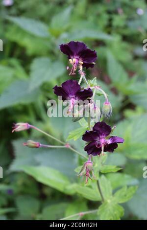 Geranio faeum, Dusky Cranesbill lutto Widow. Pianta selvatica sparato in primavera. Foto Stock