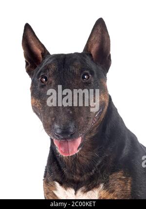 Miniatura bull terrier di fronte a uno sfondo bianco Foto Stock