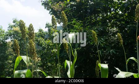 Jali (Coix lacryma-jobi), è una specie di pianta di grano tropicale della tribù di grano o di Poaceae. La sua origine è l'Asia orientale e la Malaya, ma ora è stata spira Foto Stock