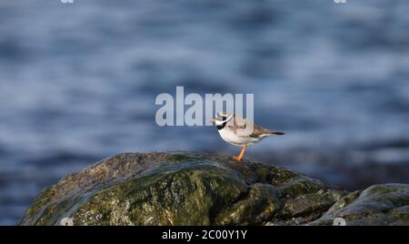 Comune ardesia (Charadrius hiaticula), fondo acqua di roccia di ONT Foto Stock