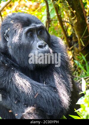 Ritratto di gorilla orientale femminile adulta, Gorilla beringei, in habitat naturale. Primate in pericolo critico. Foreste di giungla verde del Parco Nazionale impenetrabile di Bwindi, Uganda, Africa. Foto Stock