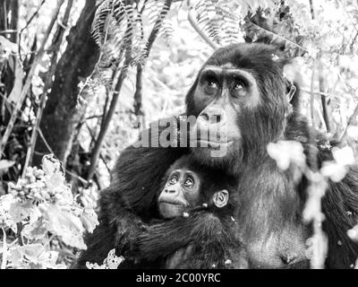 Famiglia gorilla di montagna - bambino giovane con gli occhi tristi protetti da sua madre nella foresta, Uganda, Africa. Immagine in bianco e nero. Foto Stock