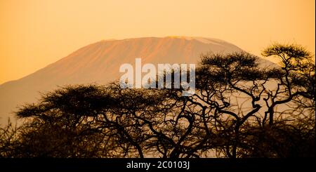 Profilo serale del Monte Kilimanjaro nascosto dietro gli alberi, Tanzania, Africa. Foto Stock