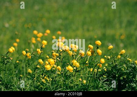 Fiore di globeflower che fiorisce su un prato di montagna Foto Stock