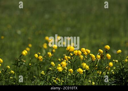 Fiore di globeflower che fiorisce su un prato di montagna Foto Stock