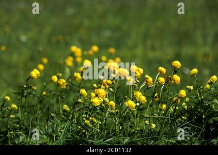 Fiore di globeflower che fiorisce su un prato di montagna Foto Stock