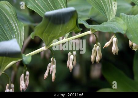 Polygonatum × hybridum 'Weihenstephan' Foto Stock