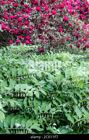 Polygonatum × hybridum 'Weihenstephan' Foto Stock