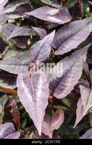 Persicaria microcefala 'Red Dragon' bellezza delle foglie Foto Stock