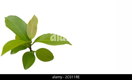 Foglia di Ficus benjamina, una delle foglie di piante che assorbono e immagazzinano acqua nella foresta. La foto viene scattata in modalità isolata Foto Stock