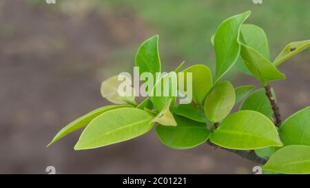 Foglia di Ficus benjamina, una delle foglie di piante che assorbono e immagazzinano acqua nella foresta. Foto Stock