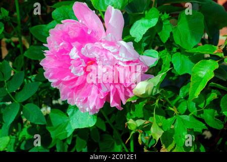 BEL FIORE ROSA DI PEONY. Foto Stock