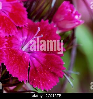 Colore viola del fiore turco di garofano, macro. Il chiodo di garofano (Dianthus barbatus) è una pianta perenne della famiglia dei chiodi di garofano, ma io Foto Stock