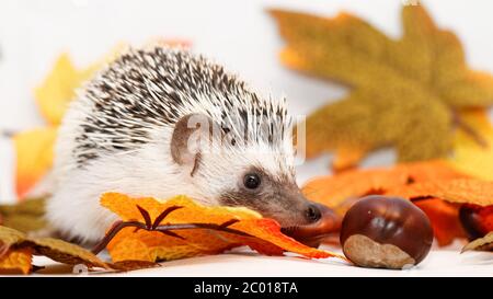 African bianco- hedgehog panciuto con decorazione di autunno Foto Stock