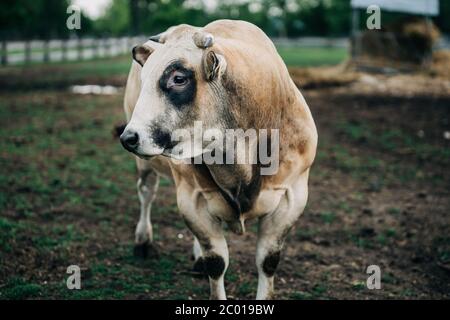 Razza di toro argentino allevato per la carne Foto Stock