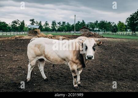 Razza di toro argentino allevato per la carne Foto Stock