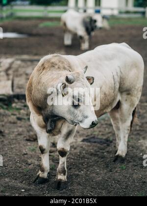 Razza di toro argentino allevato per la carne Foto Stock