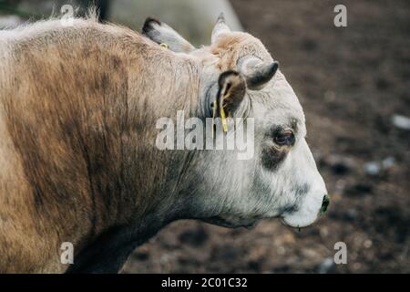 Razza di toro argentino allevato per la carne Foto Stock