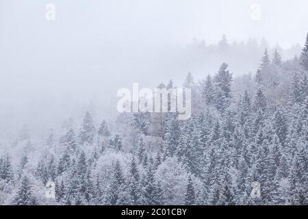 winter forest in snow and fog Foto Stock
