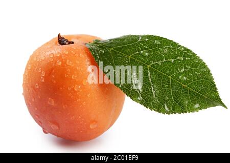 Albicocca fresca con una foglia Foto Stock