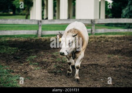 Razza di toro argentino allevato per la carne Foto Stock