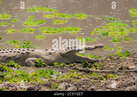 Coccodrillo lungo il fiume Luangwa meridionale, fauna selvatica dello zambia Foto Stock