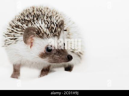 Un grazioso piccolo porcospino - ( African bianco- hedgehog panciuto ) Foto Stock