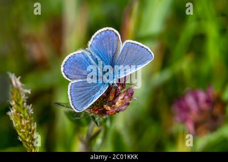 Adonis Blue Butterfly con ali allungate in primavera foto stock Foto Stock
