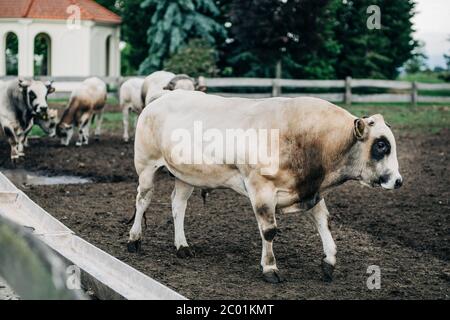 Razza di toro argentino allevato per la carne Foto Stock