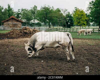 Razza di toro argentino allevato per la carne Foto Stock