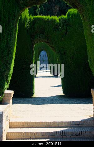 Siepi verdi a forma di passeggiata attraverso gli archi nei giardini dell'Alhambra in una calda giornata di sole Granada Andalusia Spagna Foto Stock