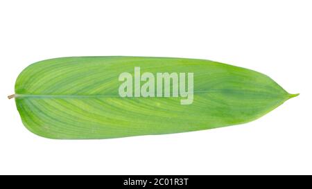 Foglie curcuma, una delle piante medicinali per trattare infiammazione, flatulenza, dolore durante le mestruazioni, abbassare la glicemia e così via naturalmente Foto Stock