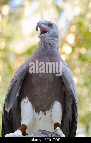 Aquila di pesce minore ( Ichthyophaga humili ) Foto Stock