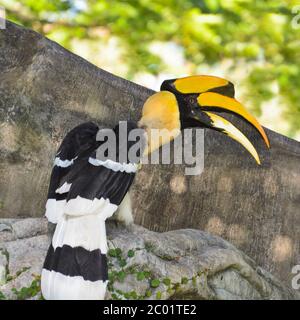 Grande Hornbill o Buceros bicornis grandi uccelli in Thailan Foto Stock