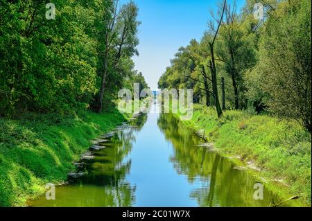 Nebenarm der Donau der graminig durch einen Mischwald fließt. Braccio laterale del Danubio che scorre direttamente attraverso una foresta mista. Foto Stock