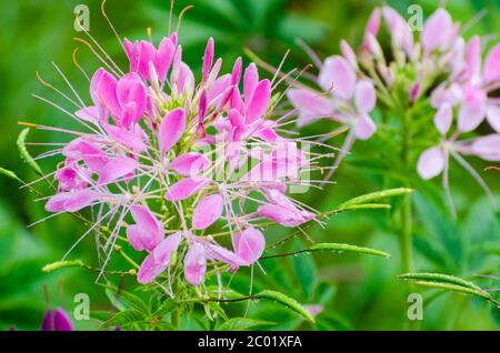 Primo piano fiori rosa di Cleome pieni di gocce di rugiada Foto Stock