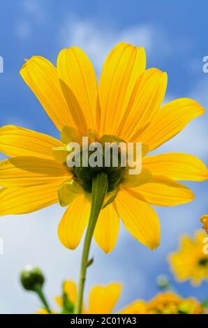 Primo piano pesche di girasole messicane, i fiori sono giallo brillante Foto Stock