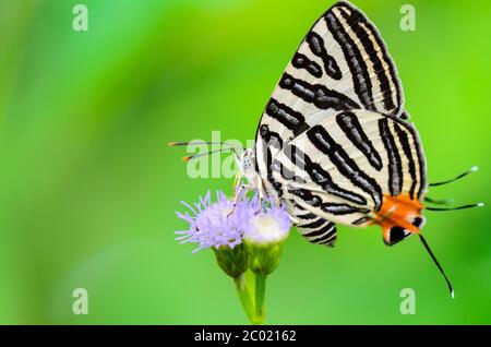 Club Silverline o Spindasis syama terana, farfalla bianca mangiare nettare sui fiori Foto Stock