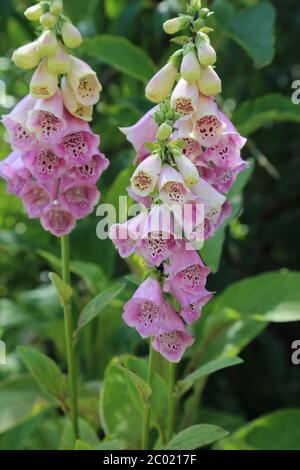 Guanti Foxwovans in giardino a East Brabourne, Ashford, Kent, Inghilterra, Regno Unito Foto Stock