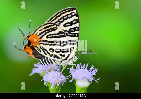 Club Silverline o Spindasis syama terana, farfalla bianca mangiare nettare sui fiori Foto Stock