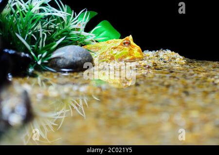 Albino Ceratophrys ornata o Pacman Frog Foto Stock