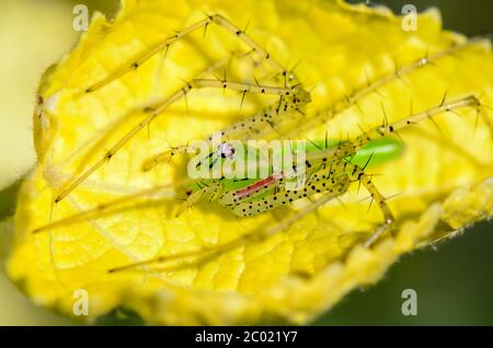Green Lynx Spider è un ragno cospicuo verde-luminoso trovato sulle foglie di pianta Foto Stock
