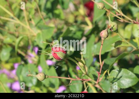 Germogli di rose che crescono in un giardino a Kent, Inghilterra Foto Stock