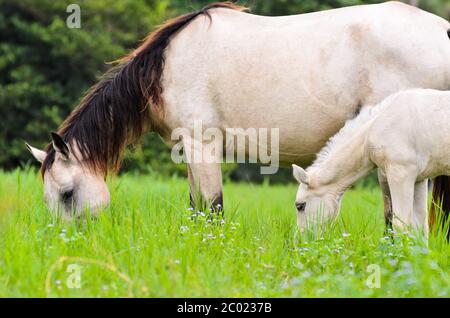 Bianco nero Cavallo mare e foal in erba Foto Stock