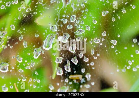 Gocce di rugiada sul nastro di ragno in erba Foto Stock