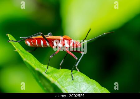 Bug di cotone rosso (Dyddercus cingulatus) Foto Stock