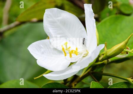 Fiore di orchidee innevate ( Bauhinia acuminata ) Foto Stock